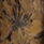 Color swatch - BROWN